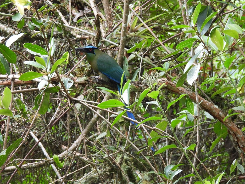Andean Motmot - ML645184473