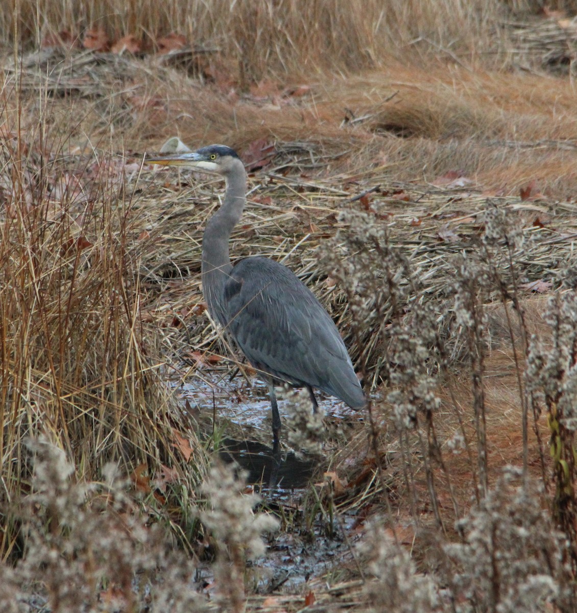 Great Blue Heron - ML645184474