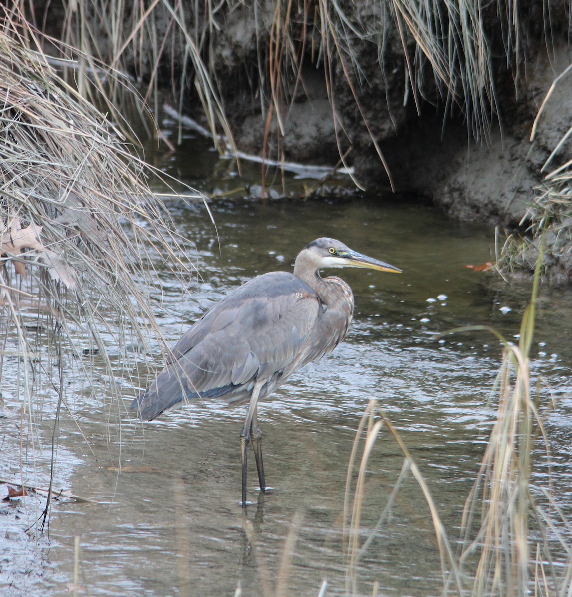 Great Blue Heron - ML645184475