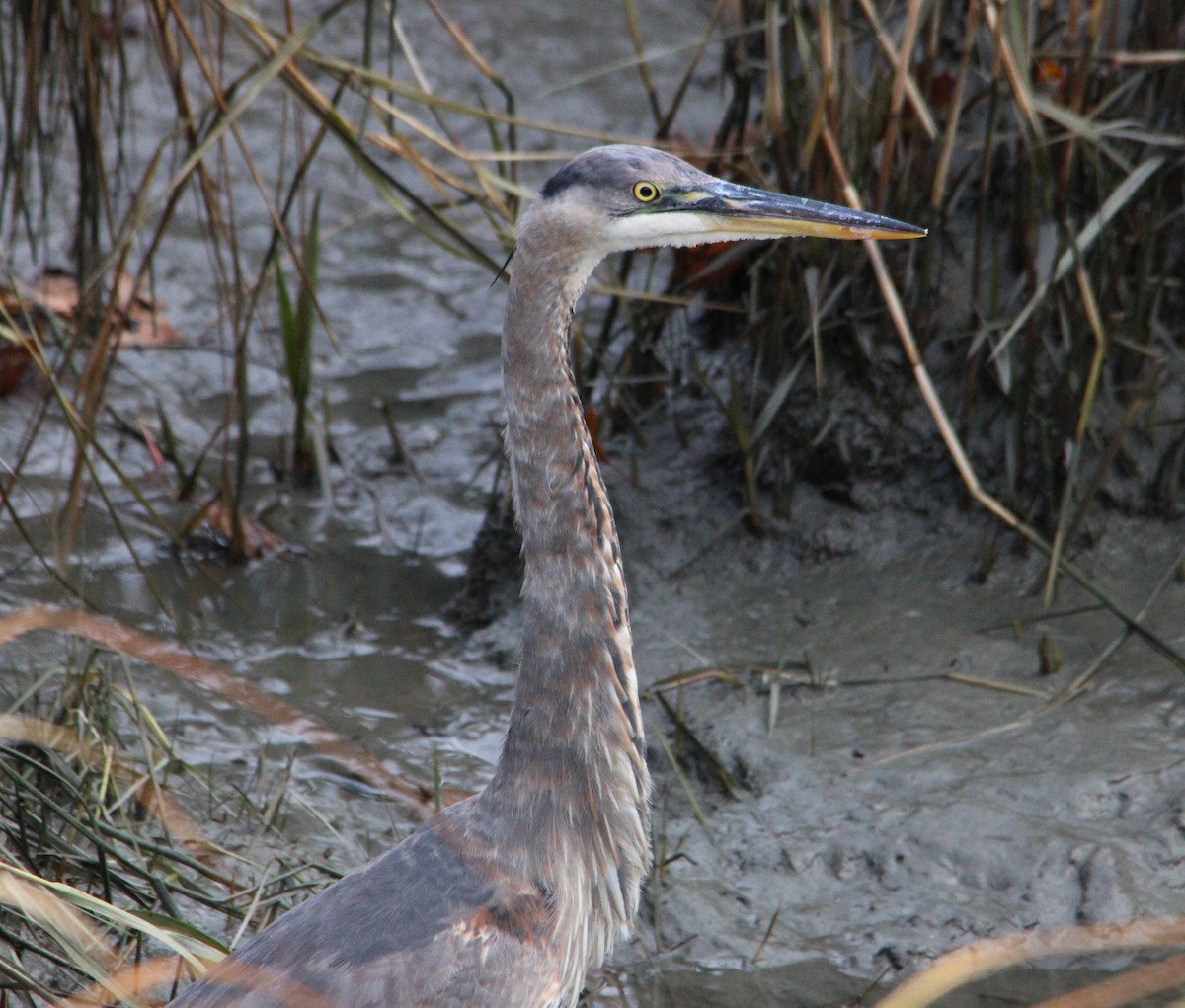 Great Blue Heron - ML645184476