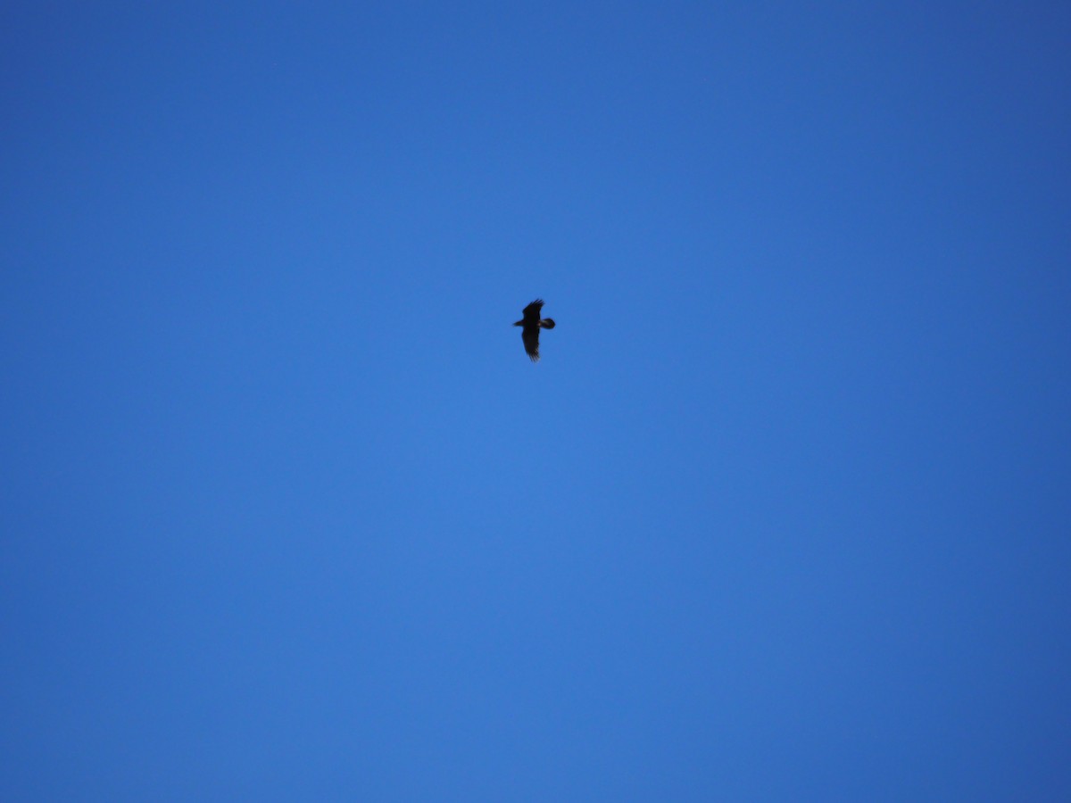 Common Raven - ML645184477