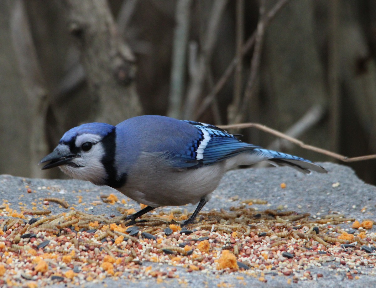 Blue Jay - ML645184479
