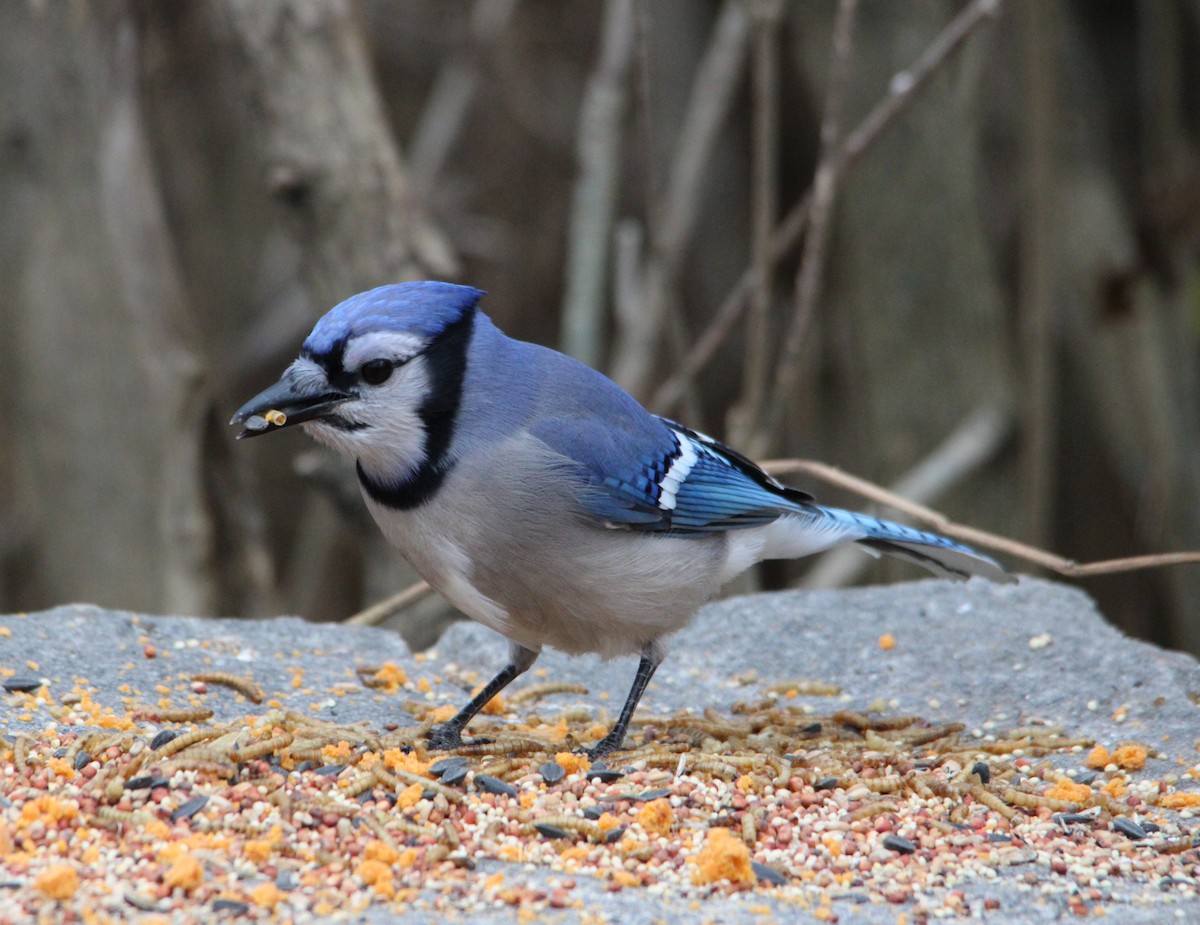 Blue Jay - ML645184480