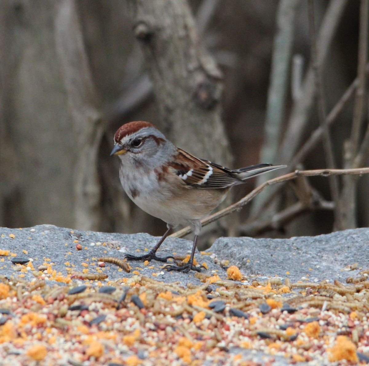 American Tree Sparrow - ML645184486
