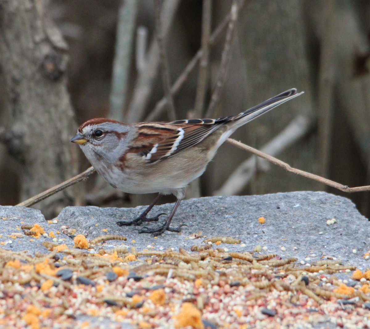American Tree Sparrow - ML645184487