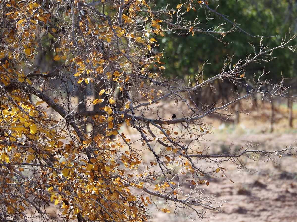 Dark-eyed Junco (Oregon) - ML645184489