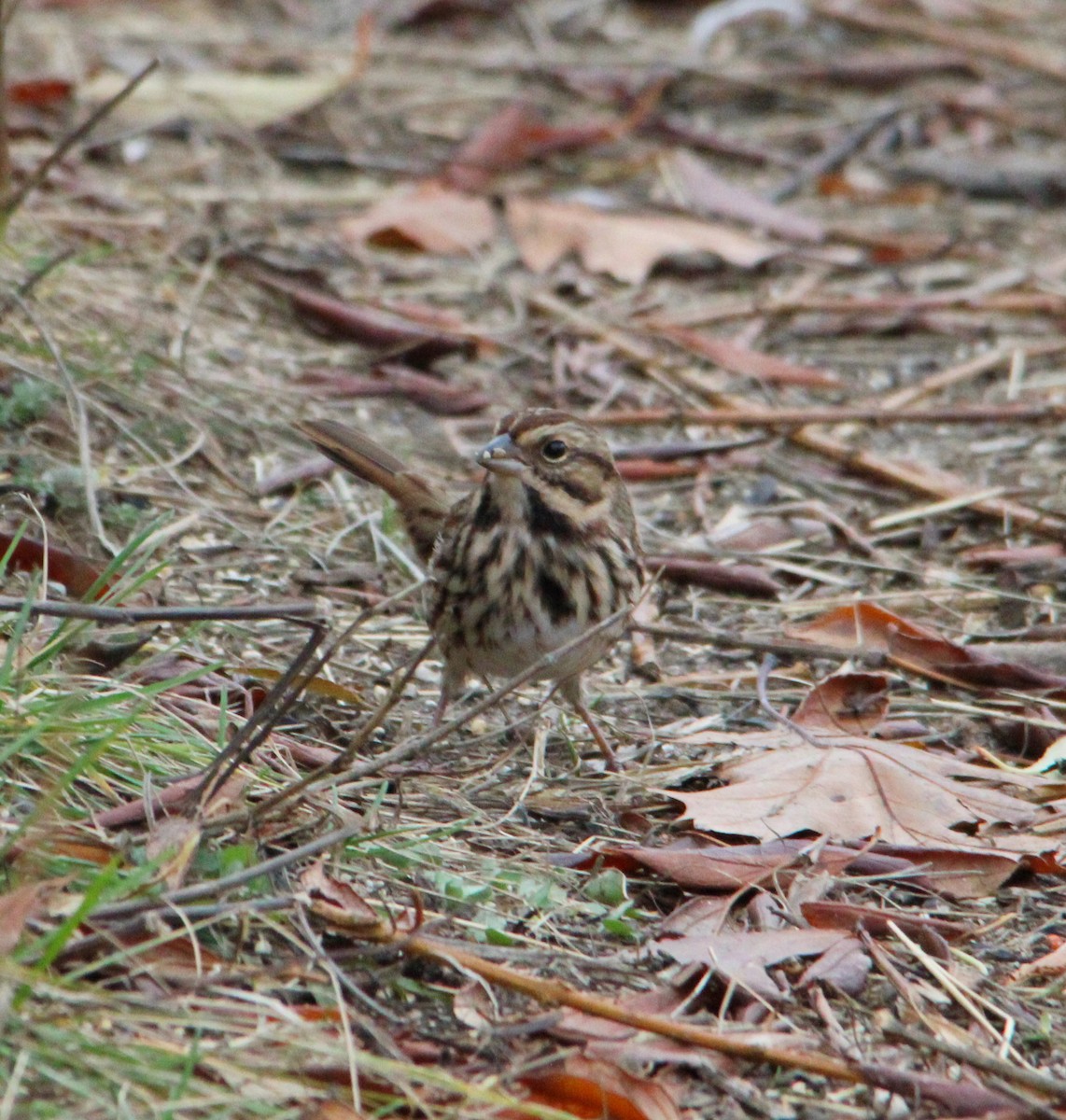 Song Sparrow - ML645184490
