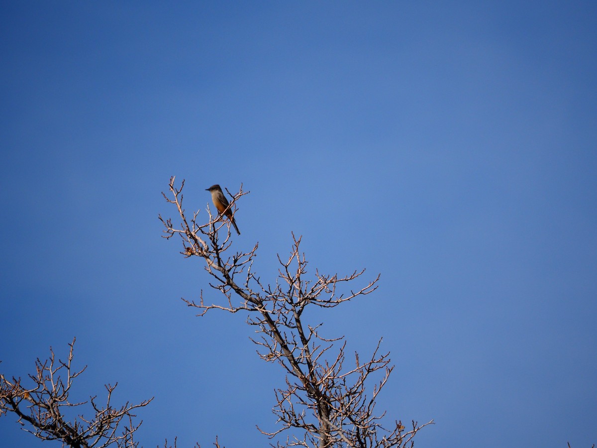 Say's Phoebe - ML645184491