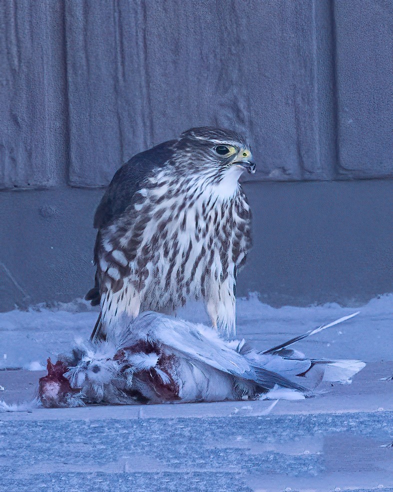 Merlin - ML645184492