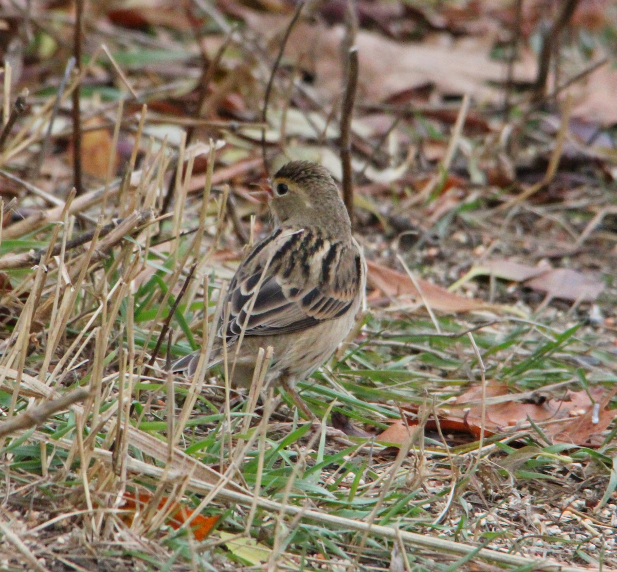 Dickcissel - ML645184494