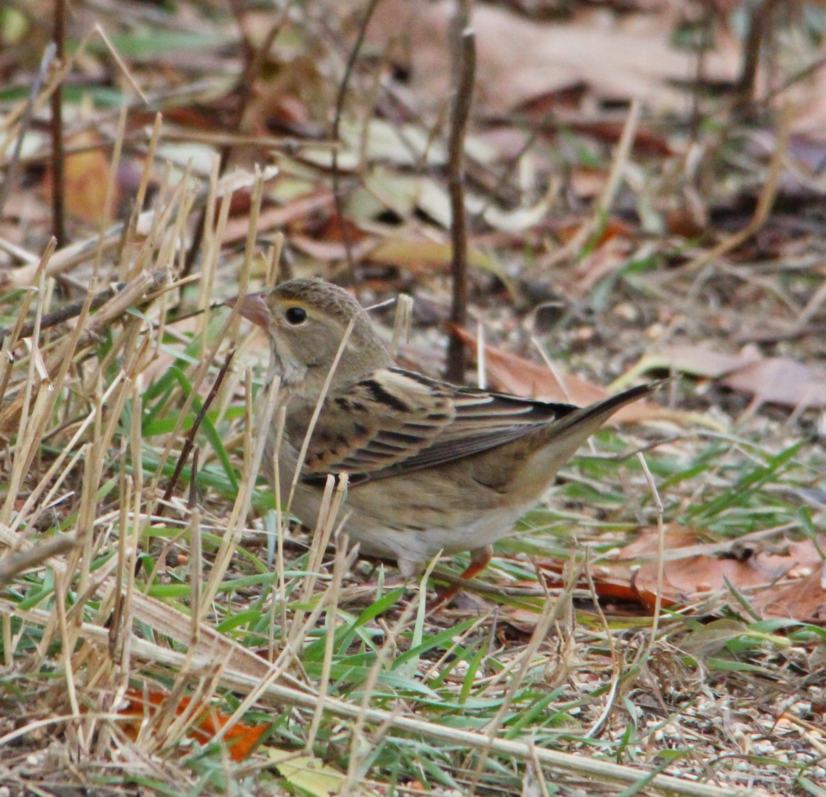 Dickcissel - ML645184495