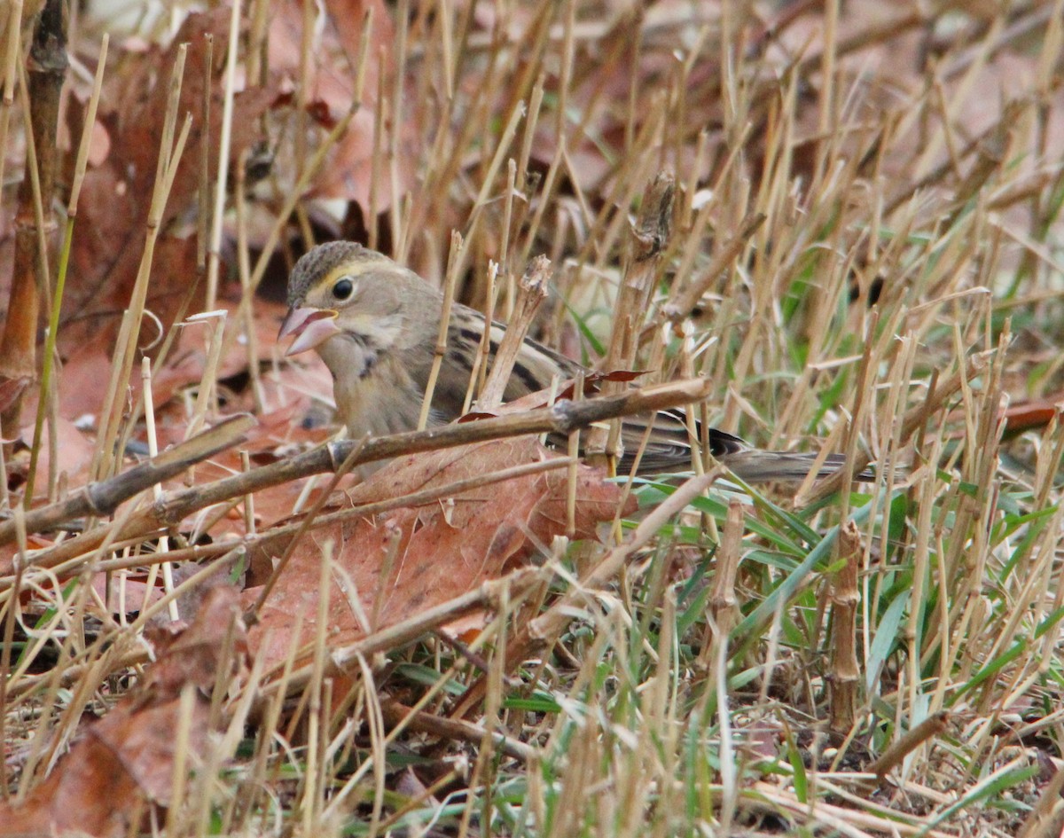 Dickcissel - ML645184496