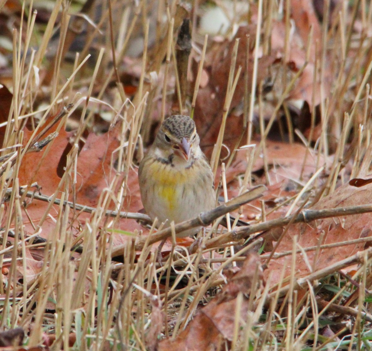 Dickcissel - ML645184497