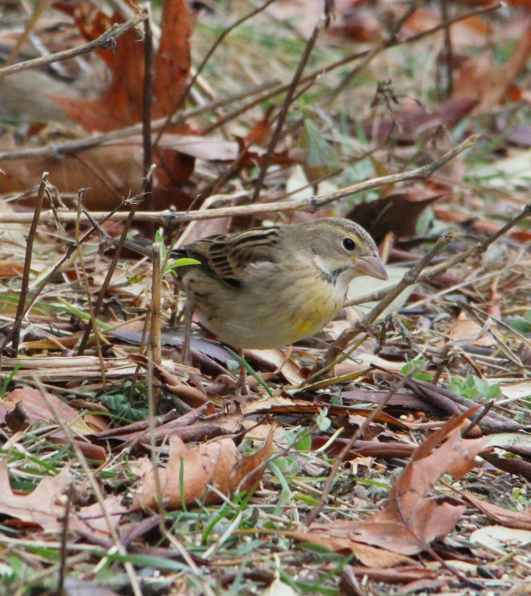 Dickcissel - ML645184498