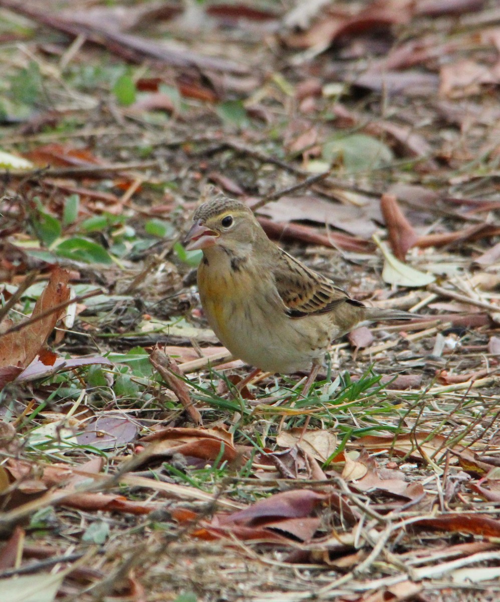 Dickcissel - ML645184499