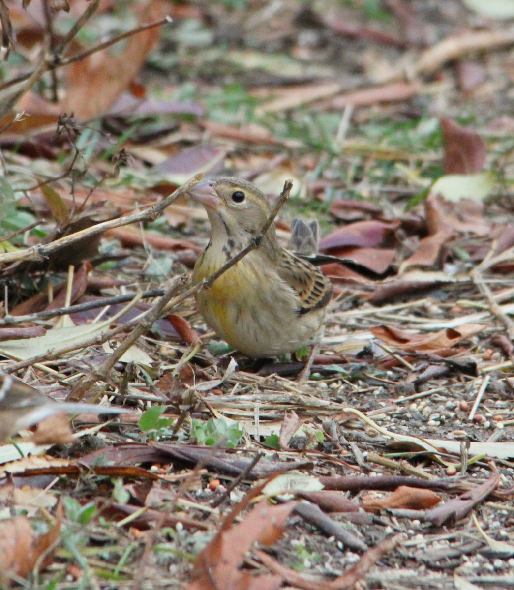 Dickcissel - ML645184500