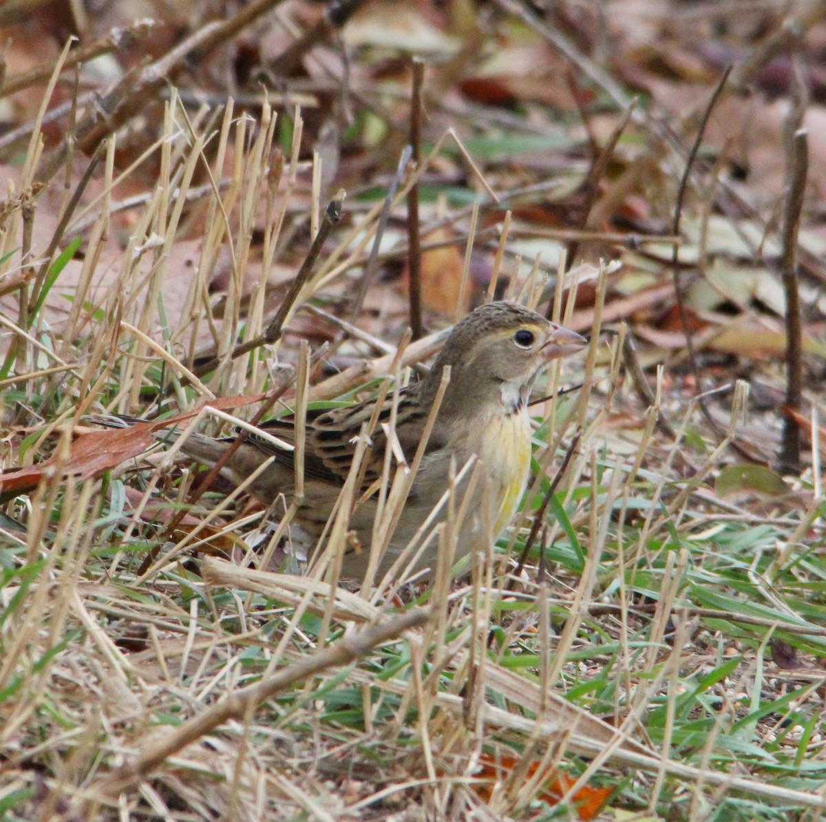 Dickcissel - ML645184501