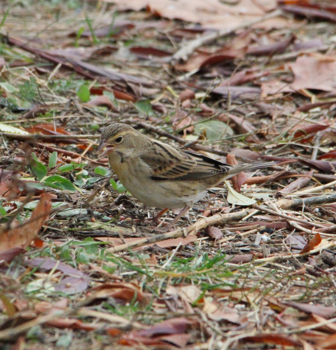 Dickcissel - ML645184502