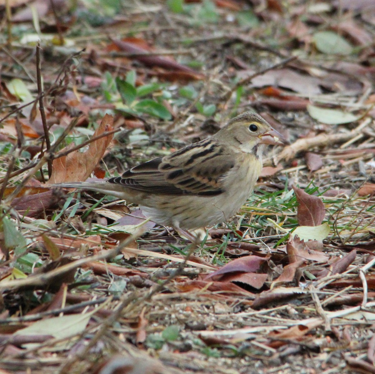Dickcissel - ML645184503