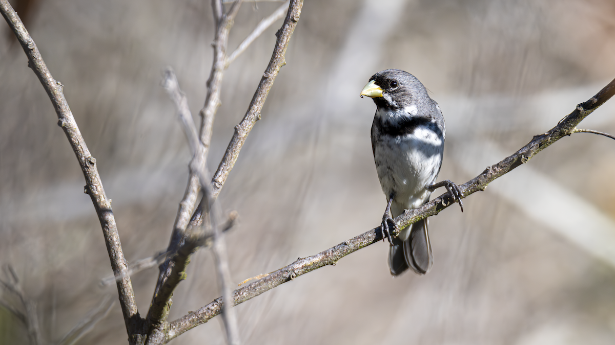 Double-collared Seedeater - ML645184504