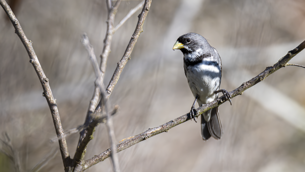Double-collared Seedeater - ML645184505