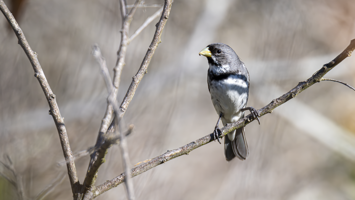 Double-collared Seedeater - ML645184506