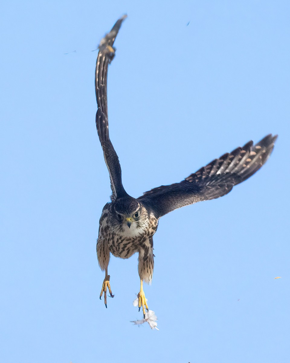 Merlin - ML645184507