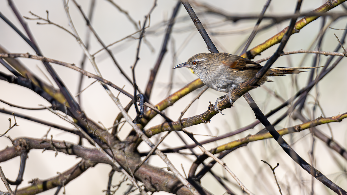 Sulphur-bearded Reedhaunter - ML645184515