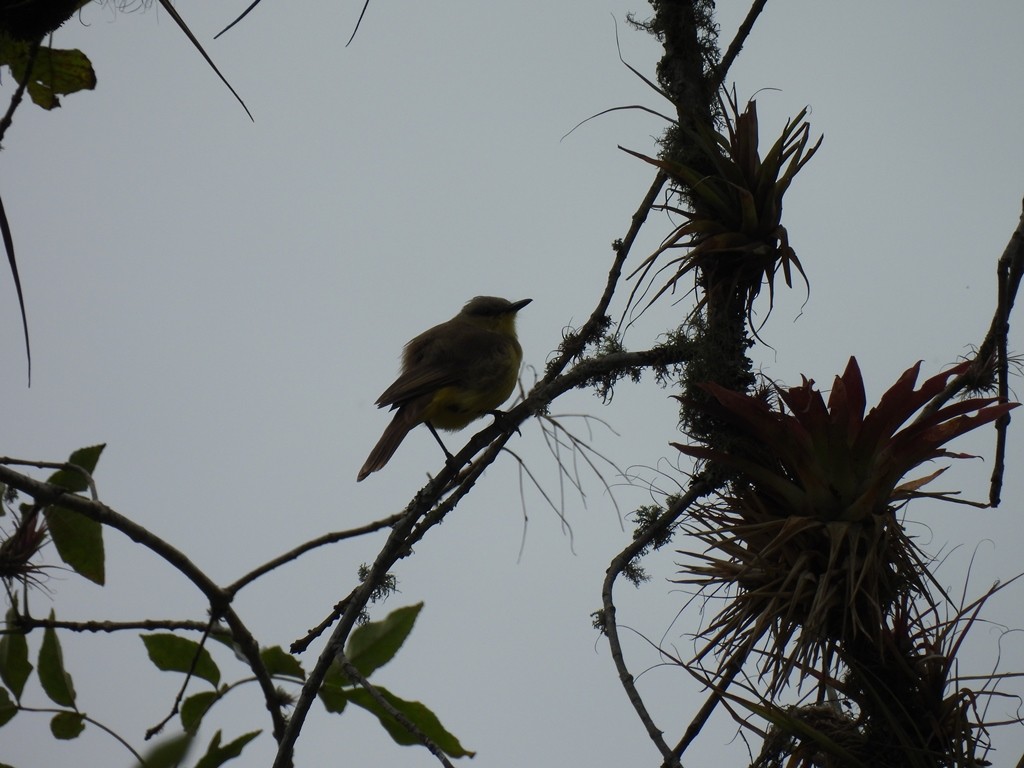 Lesser Elaenia - ML645184518