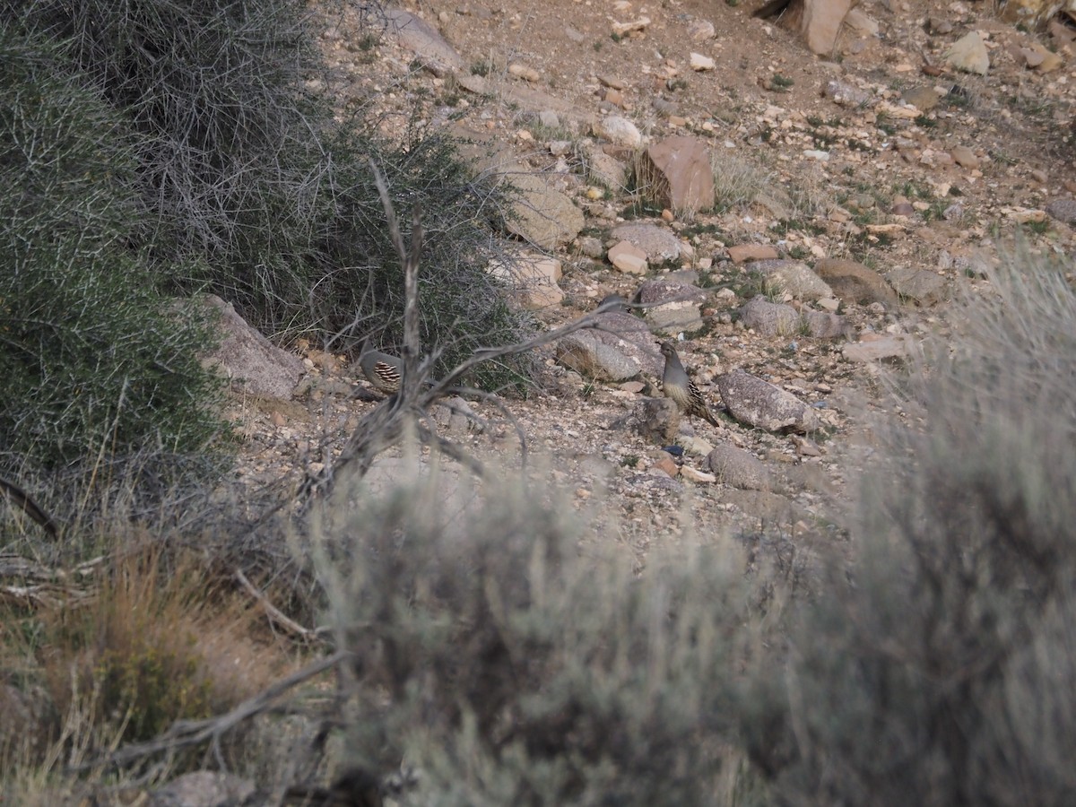 Gambel's Quail - ML645184522