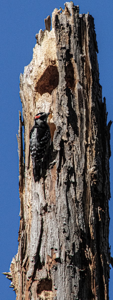 Downy/Hairy Woodpecker - ML645184529
