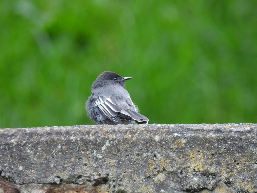 Black Phoebe - ML645184539