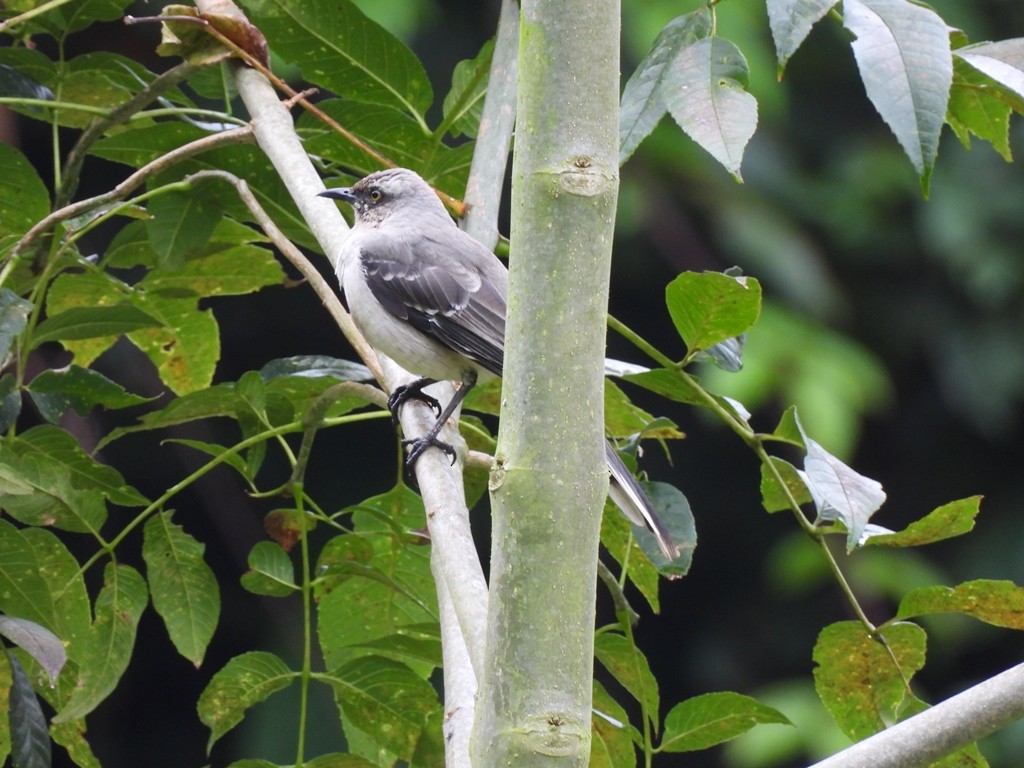 Tropical Mockingbird - ML645184552