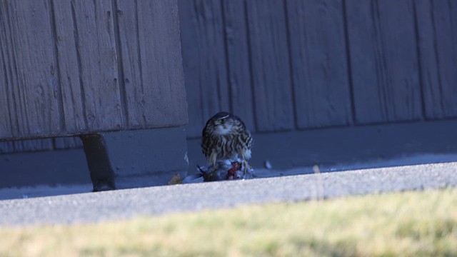 Merlin - ML645184573