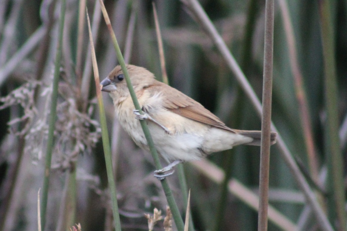 Scaly-breasted Munia - ML645184574