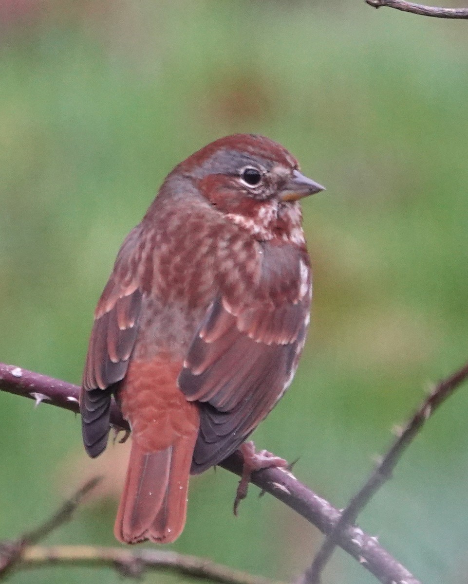 Fox Sparrow (Red) - ML645184580