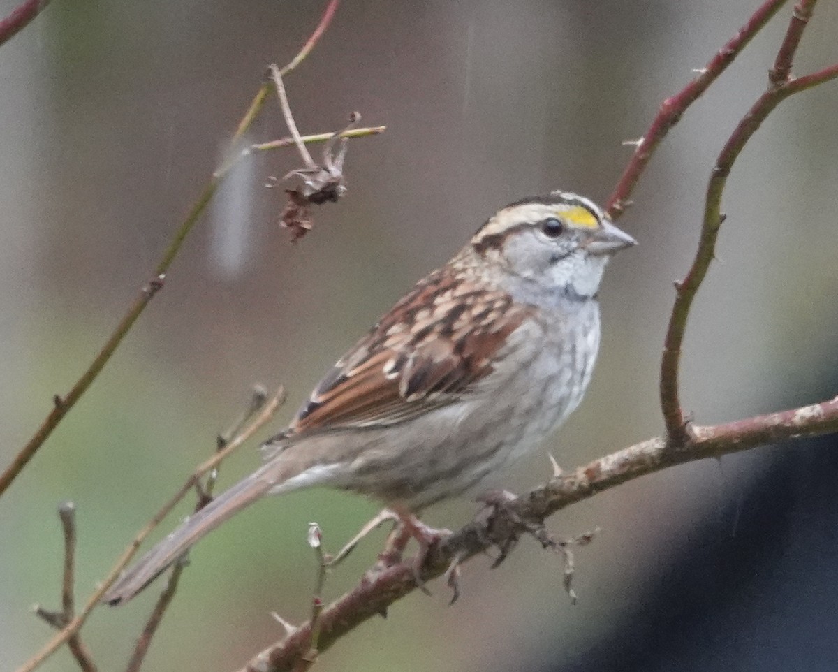 White-throated Sparrow - ML645184588