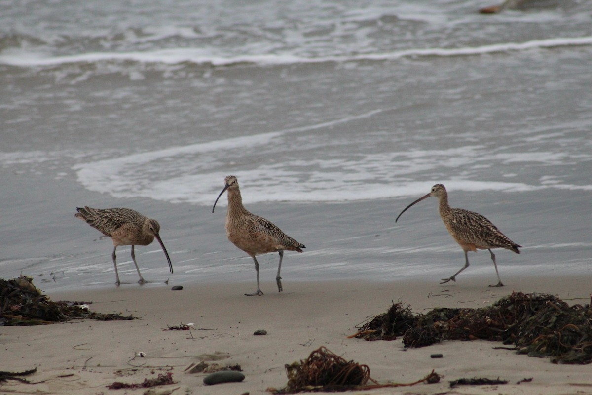 Long-billed Curlew - ML645184590