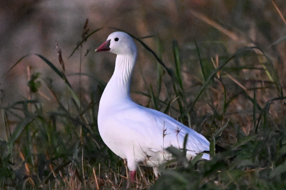 Ross's Goose - ML645184601