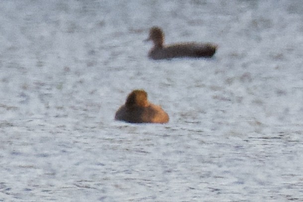 Redhead - ML645184602