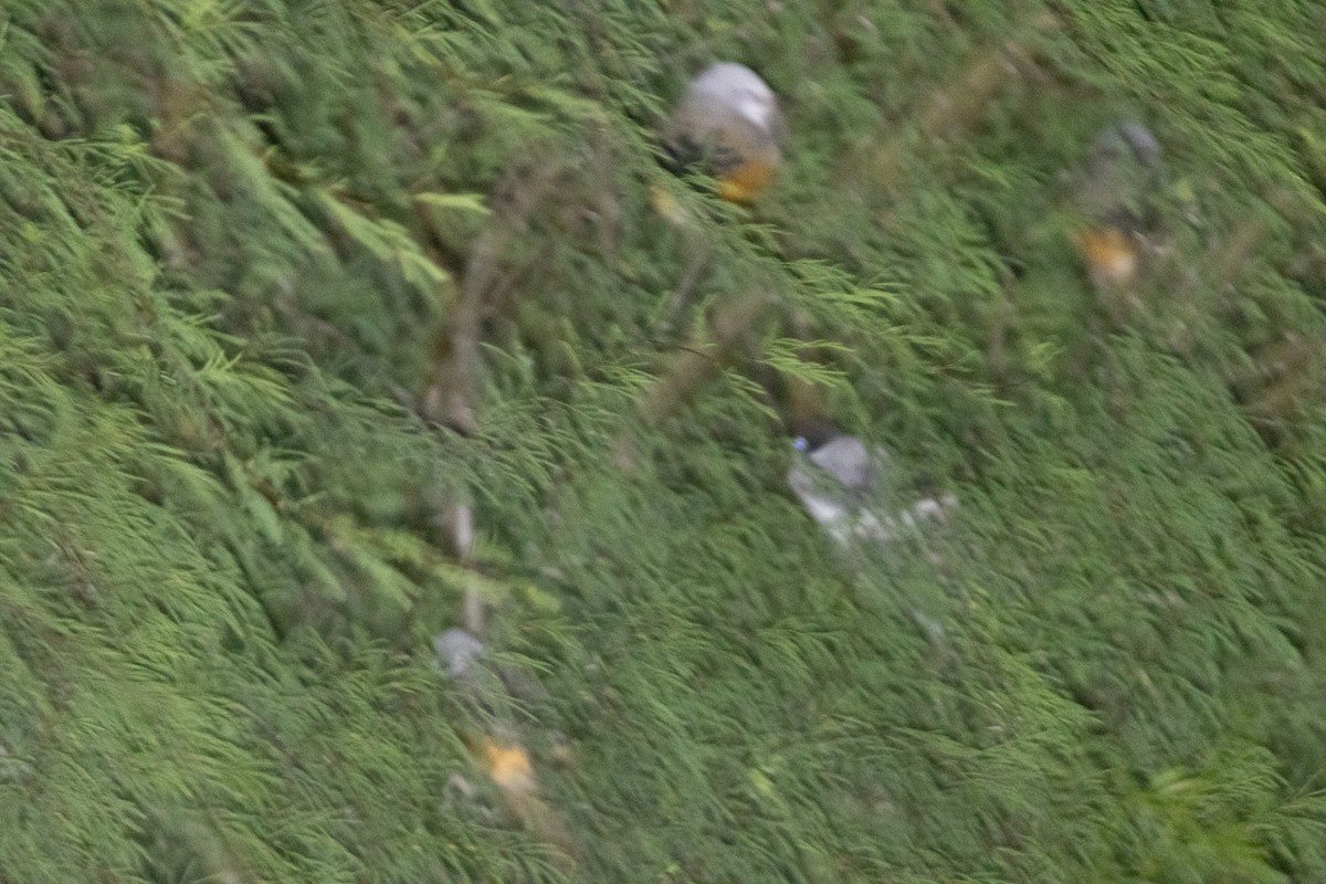 Fork-tailed Flycatcher (monachus) - ML645184604