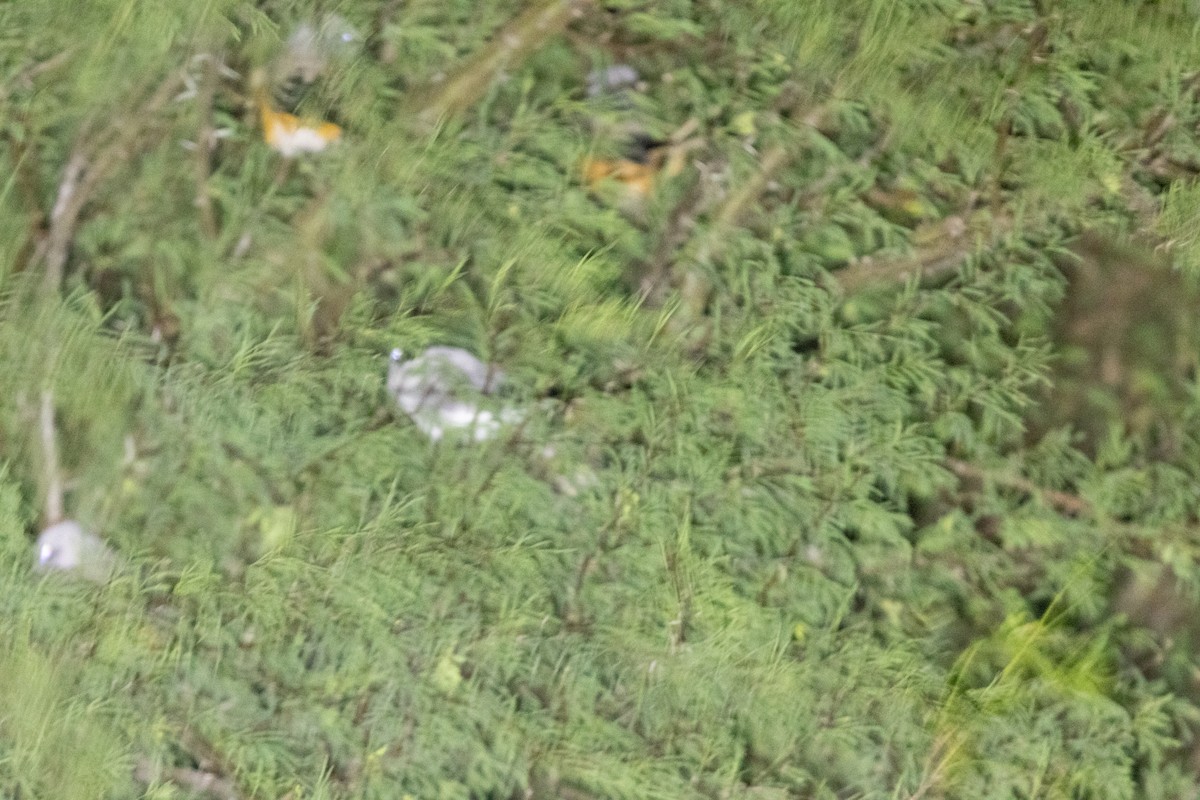 Fork-tailed Flycatcher (monachus) - ML645184605