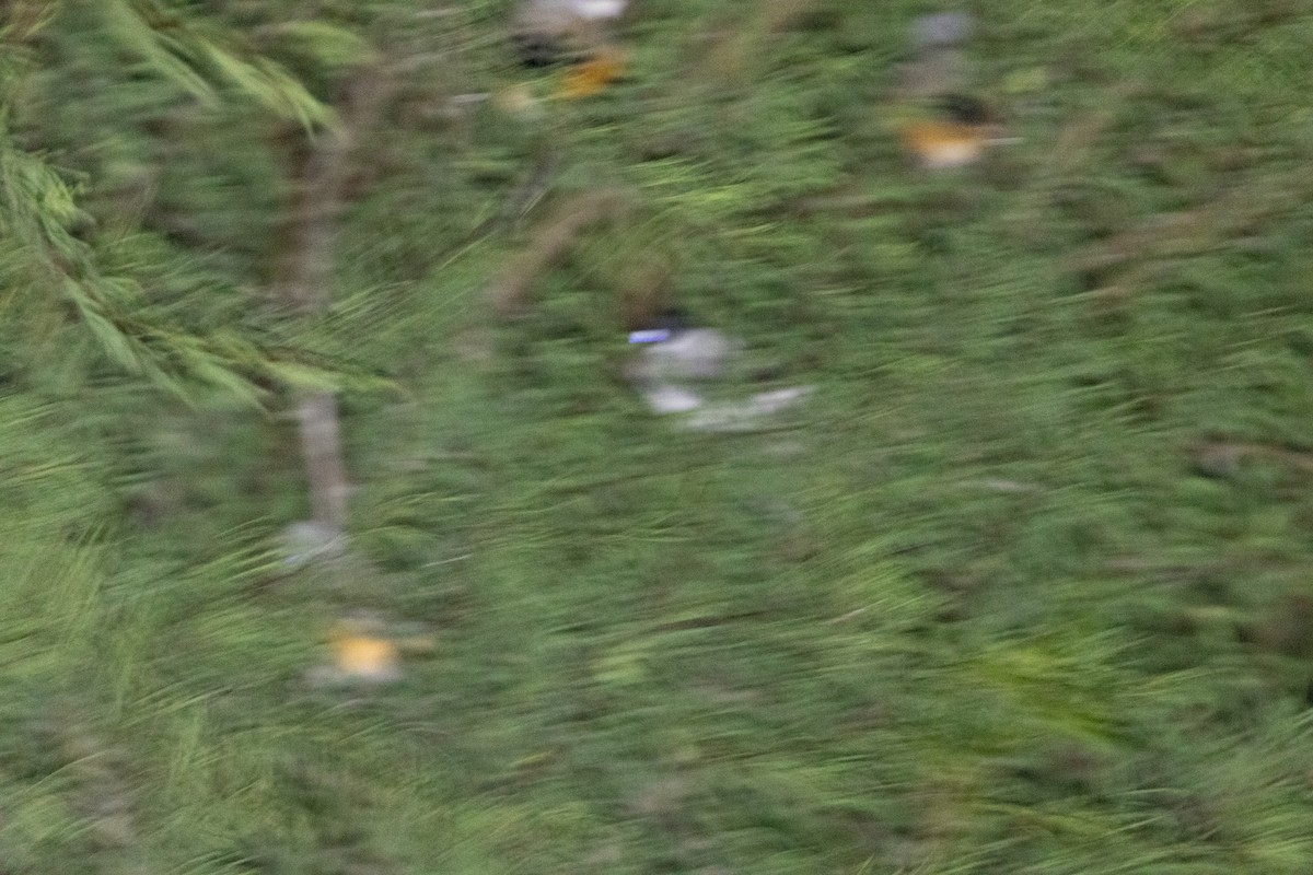 Fork-tailed Flycatcher (monachus) - ML645184606