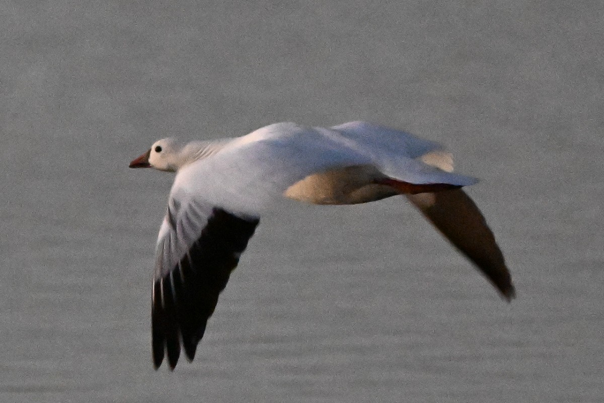 Ross's Goose - ML645184611
