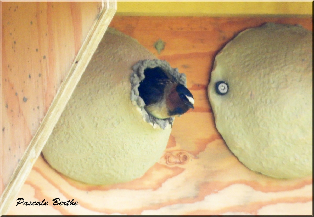 סנונית אמריקנית - ML645184624