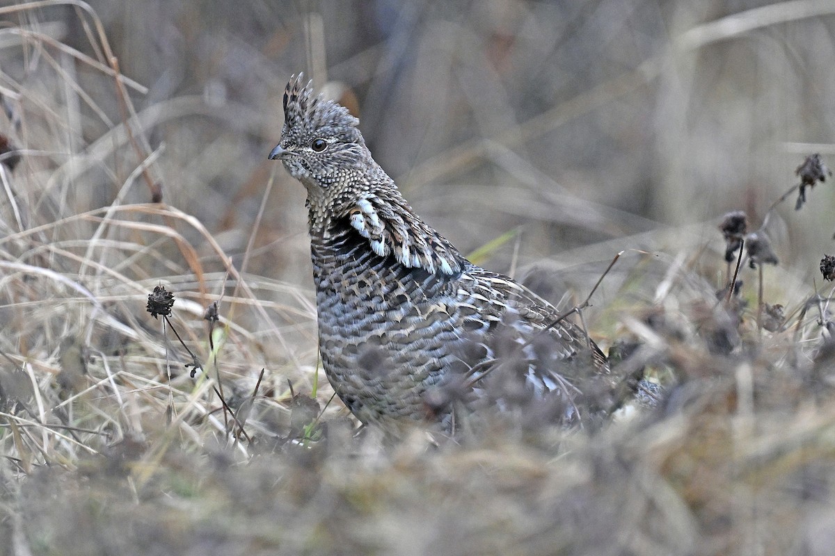 jeřábek kanadský - ML645184629
