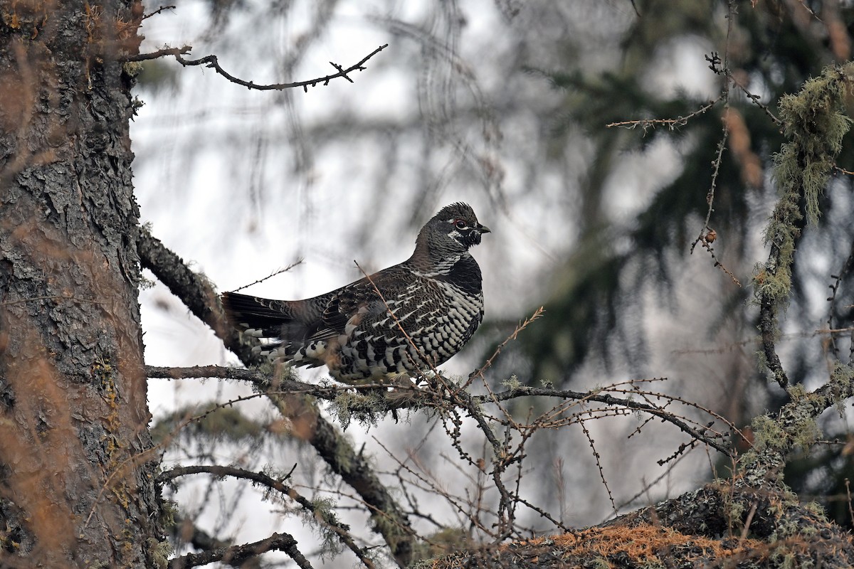 tetřívek kanadský - ML645184643