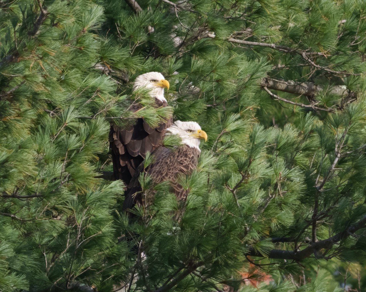 עיטם לבן-ראש - ML645184648