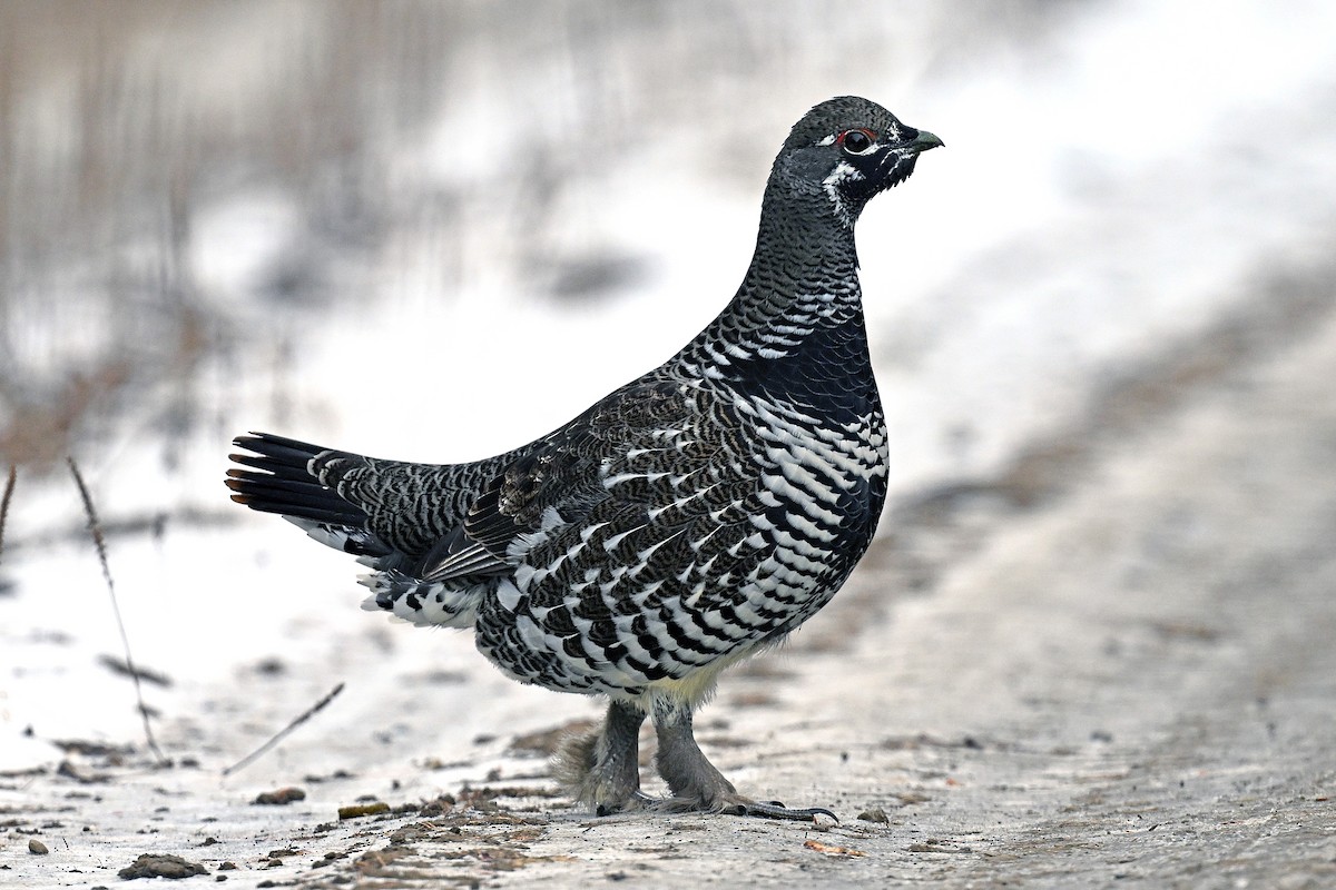 tetřívek kanadský - ML645184652