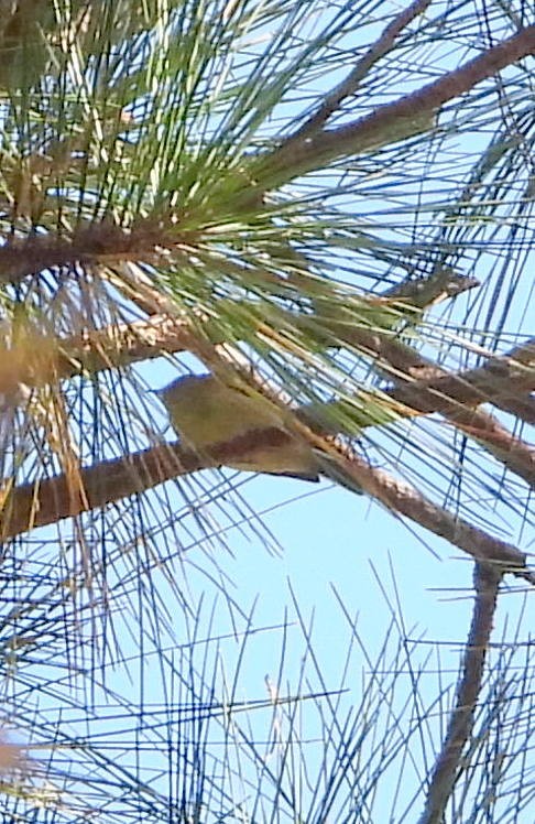 סבכון אורנים - ML645184658